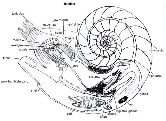 anatomy.jpg