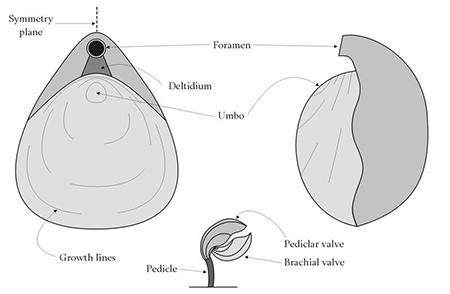 brachiopodi3.jpg