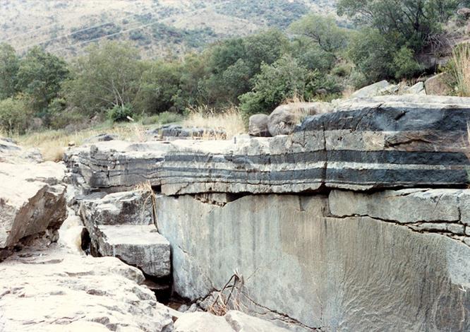 bushveld2019.jpg