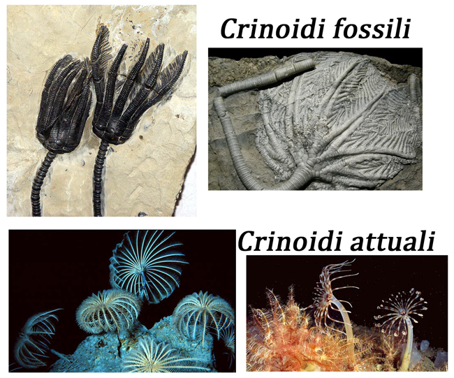 crinoidi1.jpg