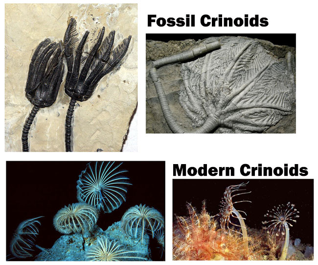 crinoidi2.jpg