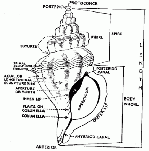 gasteropodi.jpg