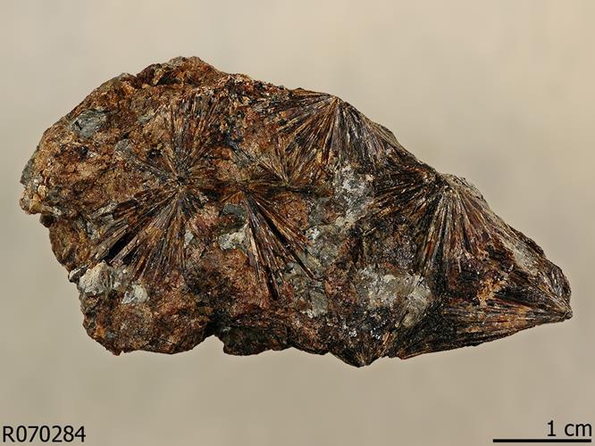 lamprophyllite2019.jpg