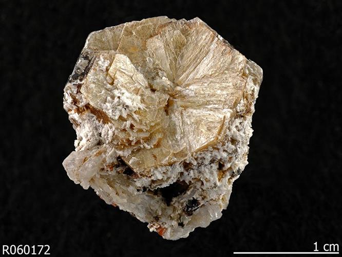 polylithionite2019.jpg