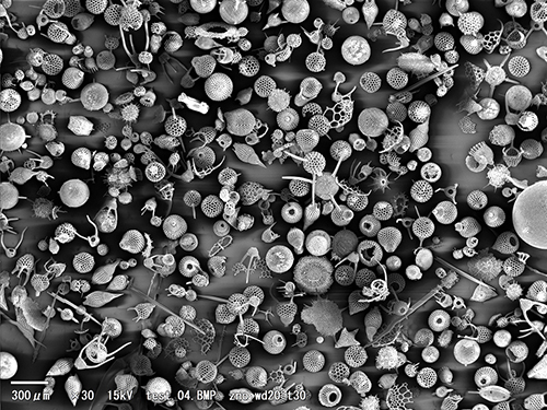 radiolarite(6).jpg