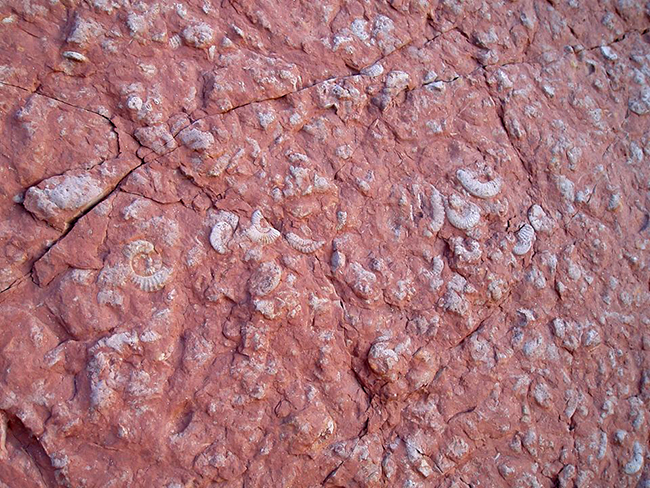 rossoammonitico(8).jpg