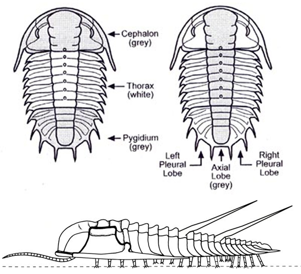 trilobiti.jpg