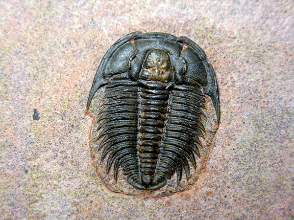 trilobiti2.jpg