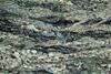 calcschist0088(14).jpg