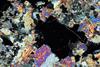 fluoritevesuvio(4).jpg