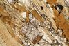 kinzigite2020(46).jpg
