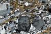 ortogneiss0195(2).jpg