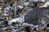 ortogneiss0195(6).jpg