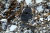 ortogneiss0195(7).jpg