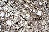 peridotite2017(duria)(13).jpg