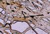 peridotite2017(duria)(26).jpg
