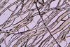 peridotite2017(duria)(33).jpg