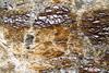 peridotite2017(duria)(7).jpg