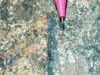 pseudotachiliticorsica(3).jpg