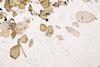 tormalinite0071(23).jpg