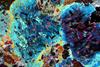 amphiboles2020(26).jpg