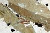 amphiboles2020(40).jpg