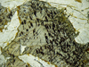 lacinieclinopirosseni(2).jpg