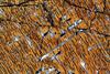 lamellae(duria)(12).jpg