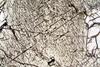 lamellae(duria)(3).jpg