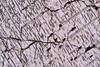 lamellae(duria)(5).jpg