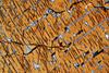 lamellae(duria)(6).jpg