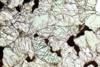 lherzolite99(11).jpg