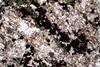 melteigite(1).jpg