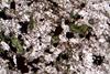 melteigite(18).jpg