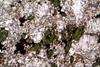 melteigite(28).jpg