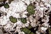 melteigite(48).jpg