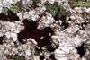 melteigite(50).jpg