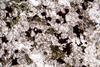 melteigite(8).jpg