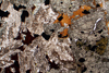 monzonite(monzoni)(1).jpg