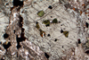 monzonite(monzoni)(14).jpg