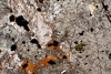 monzonite(monzoni)(3).jpg