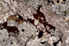 monzonite(monzoni)(5).jpg