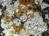 ortocumilite(49).jpg