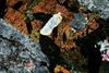 urtite(15).jpg