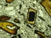anfibolovulc(12).jpg