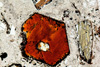 bbiotite(2).jpg