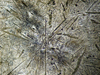 dendritica(15).jpg