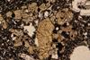 glomerophyre(11).jpg