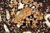 glomerophyre(13).jpg