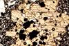 glomerophyre(19).jpg